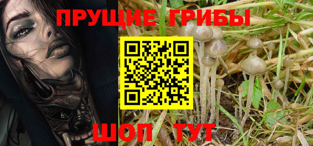 Псилоцибиновые грибы GOLDEN TEACHER  цены   Добрянка 